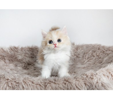 페르시안 입양합니다