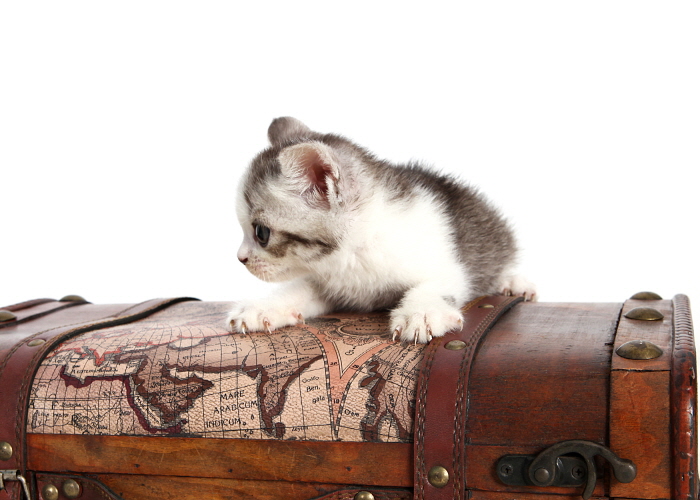 브리티쉬숏헤어 입양합니다