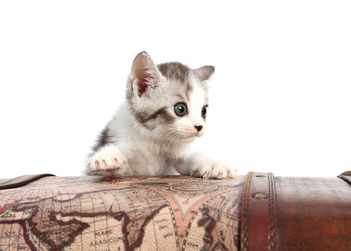 브리티쉬숏헤어 입양합니다