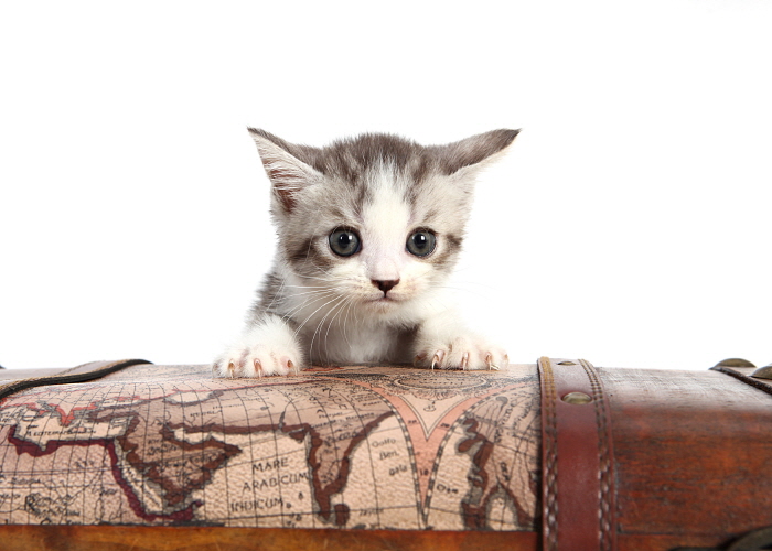 브리티쉬숏헤어 입양합니다