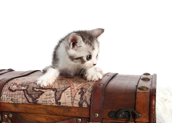 브리티쉬숏헤어 입양합니다