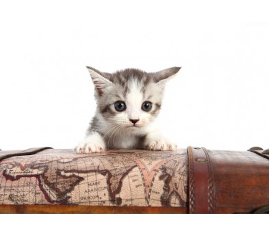 브리티쉬숏헤어 입양합니다