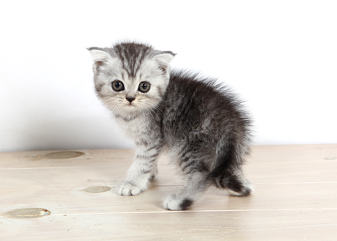 브리티쉬숏헤어 입양합니다