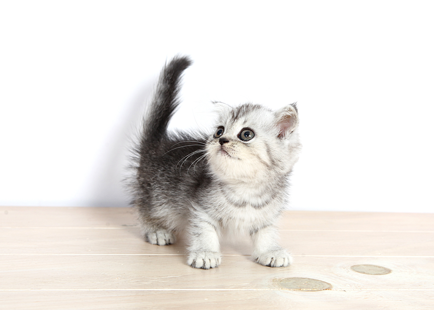 브리티쉬숏헤어 입양합니다