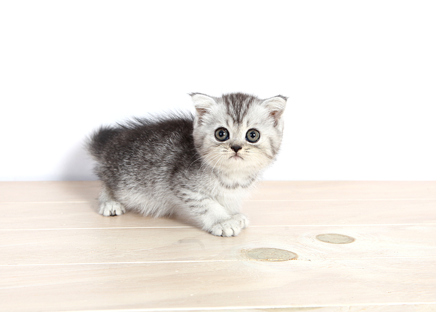 브리티쉬숏헤어 입양합니다