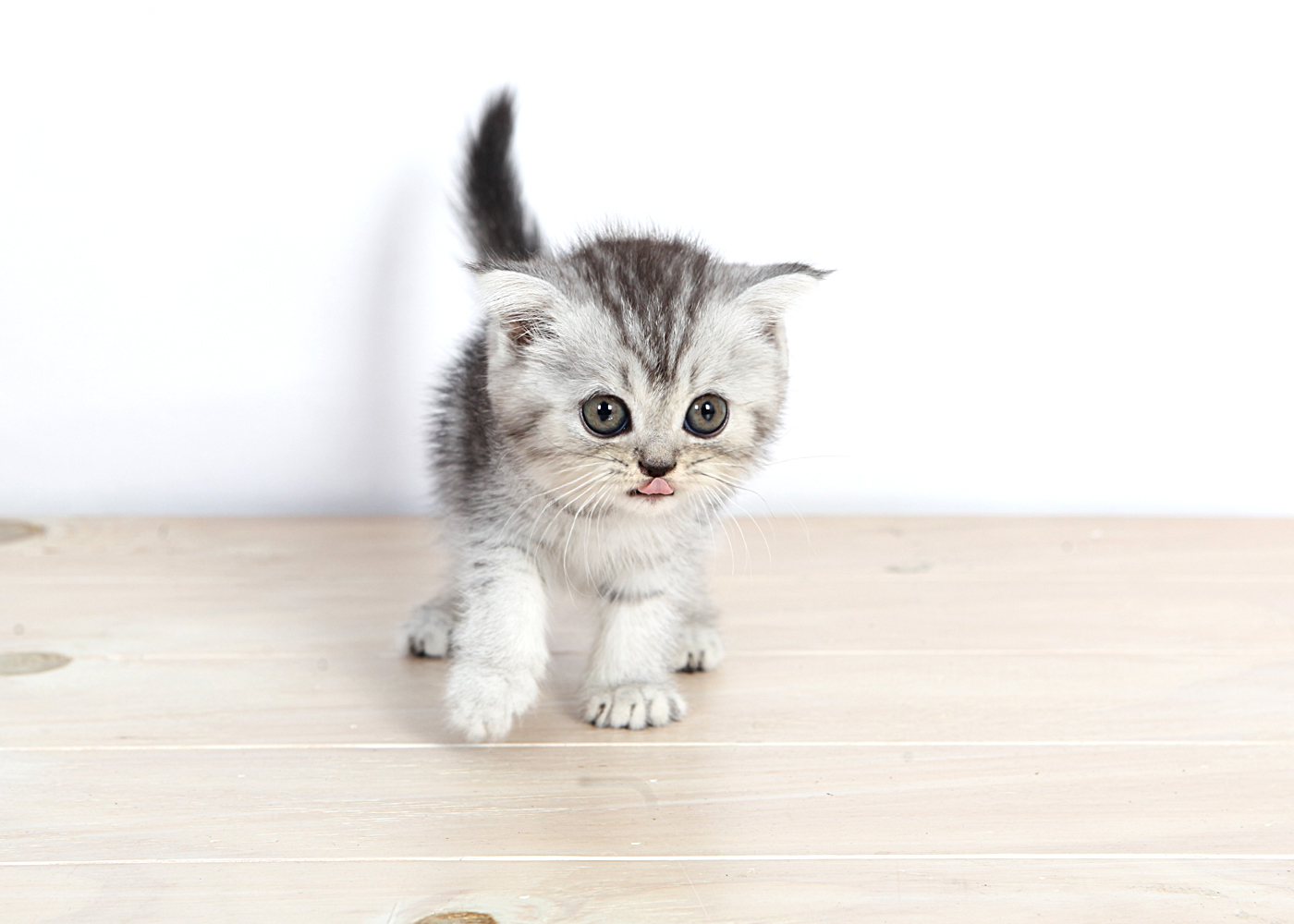 브리티쉬숏헤어 입양합니다