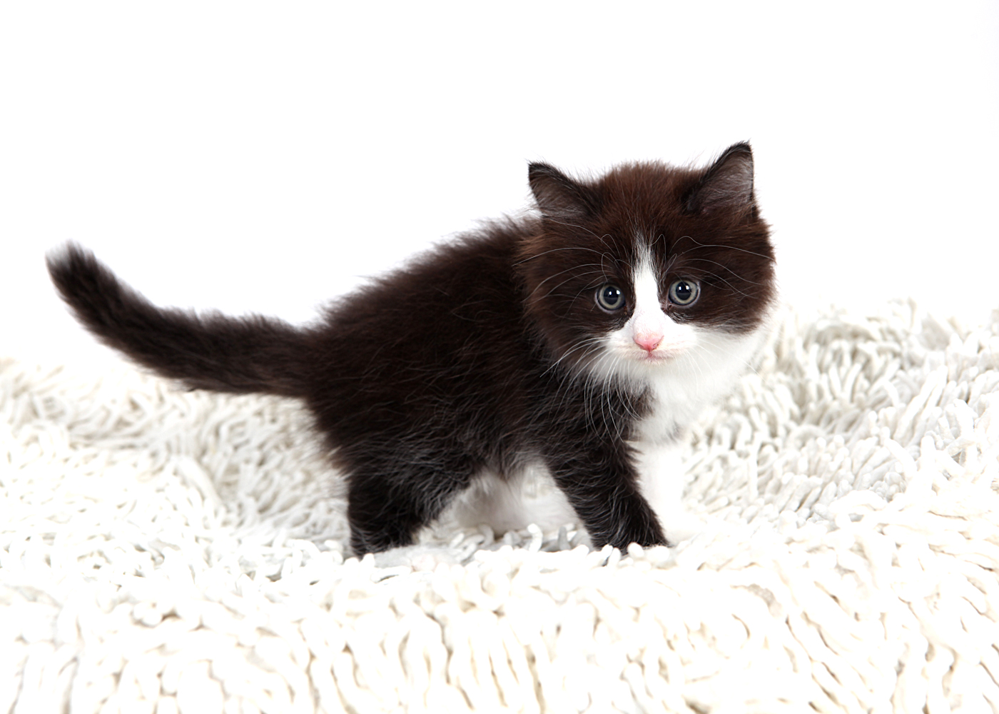 노르웨이숲 입양합니다