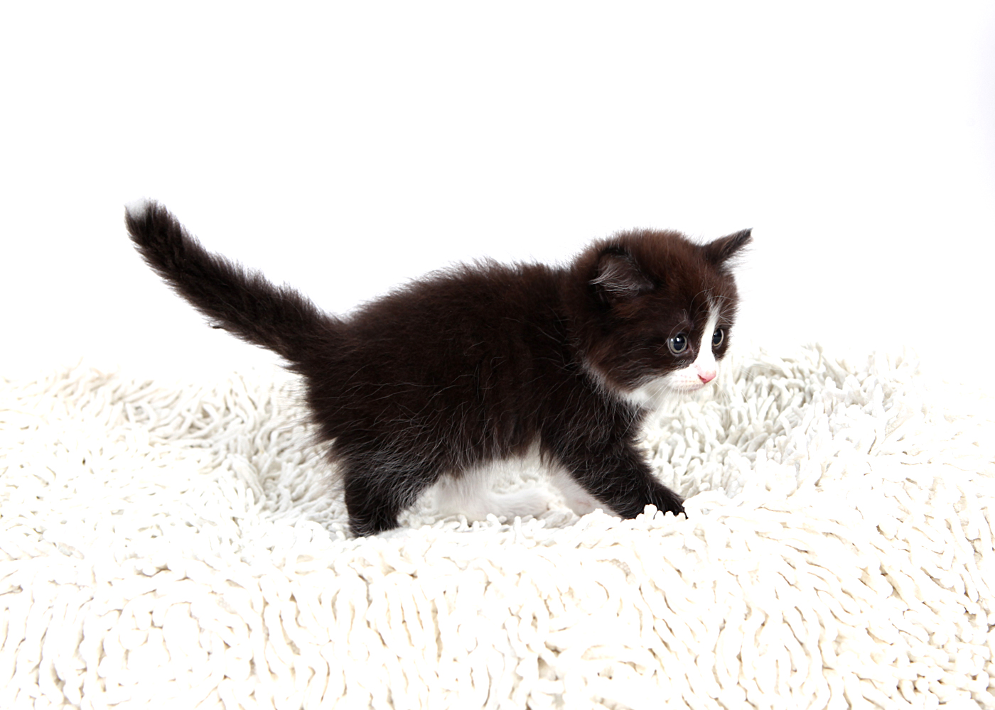 노르웨이숲 입양합니다