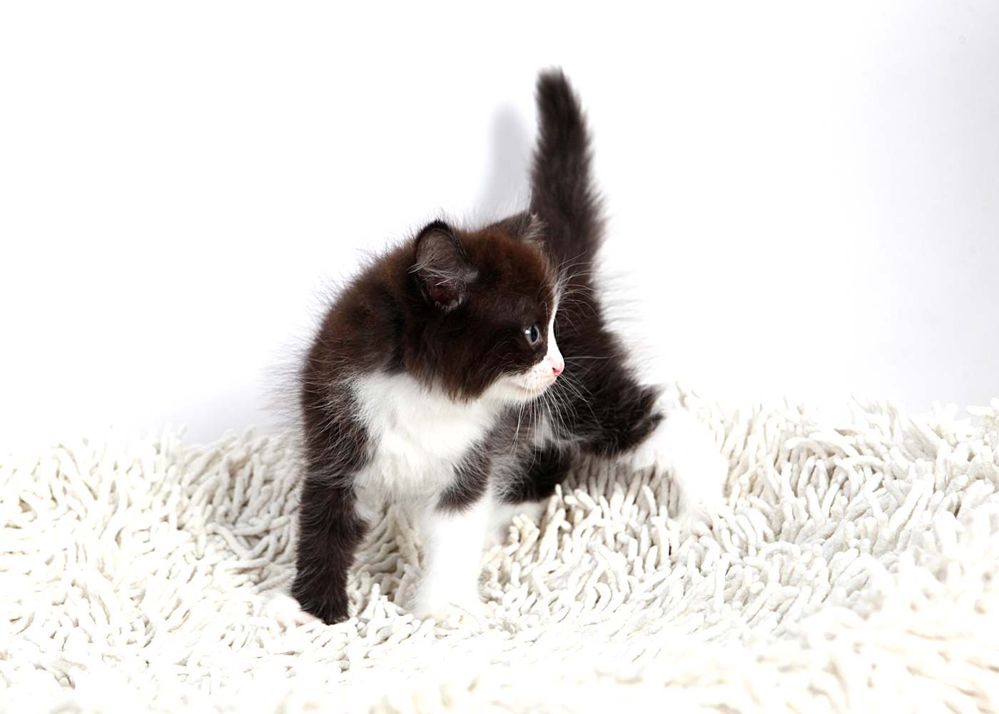 노르웨이숲 입양합니다