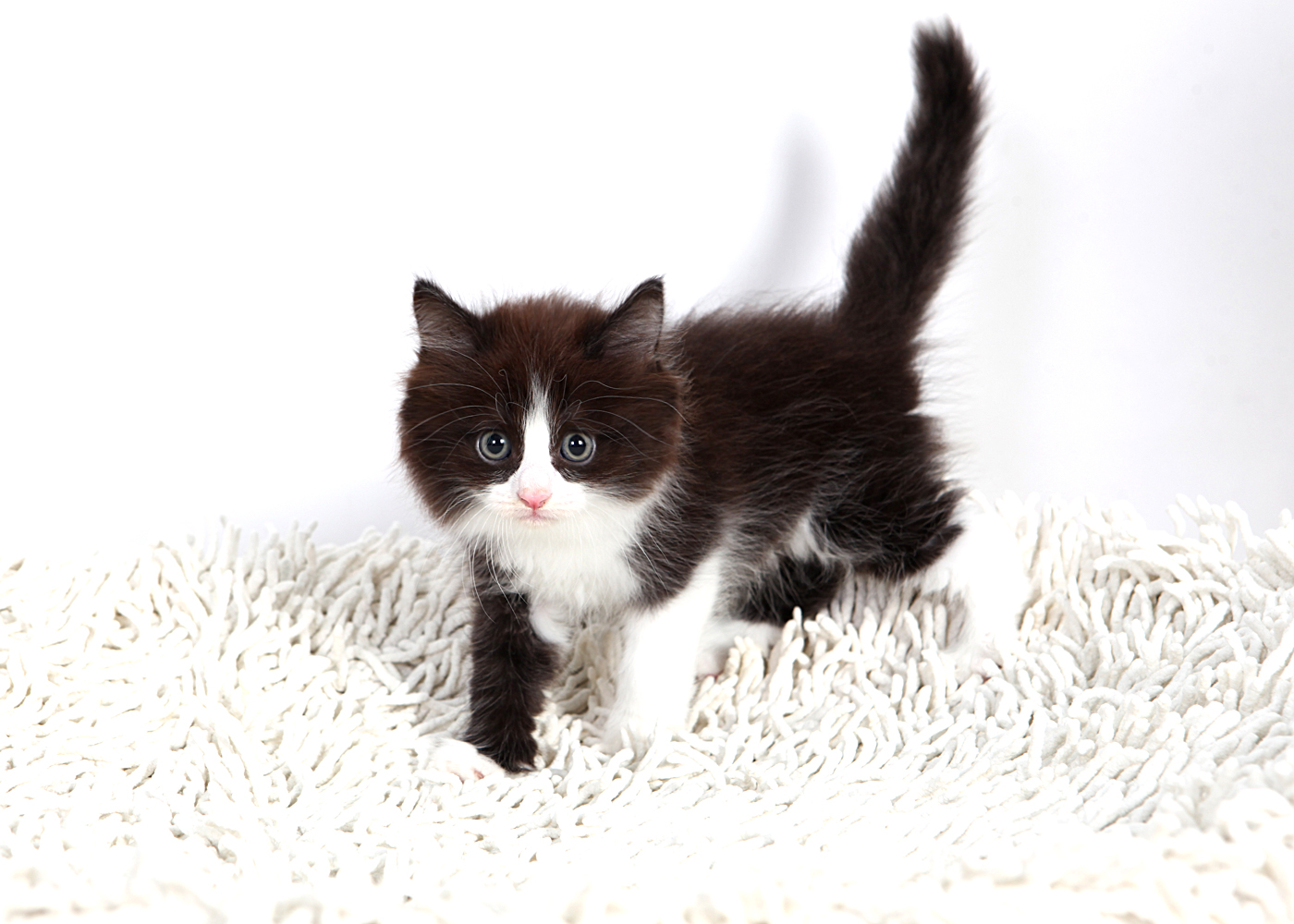 노르웨이숲 입양합니다