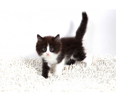 노르웨이숲 입양합니다