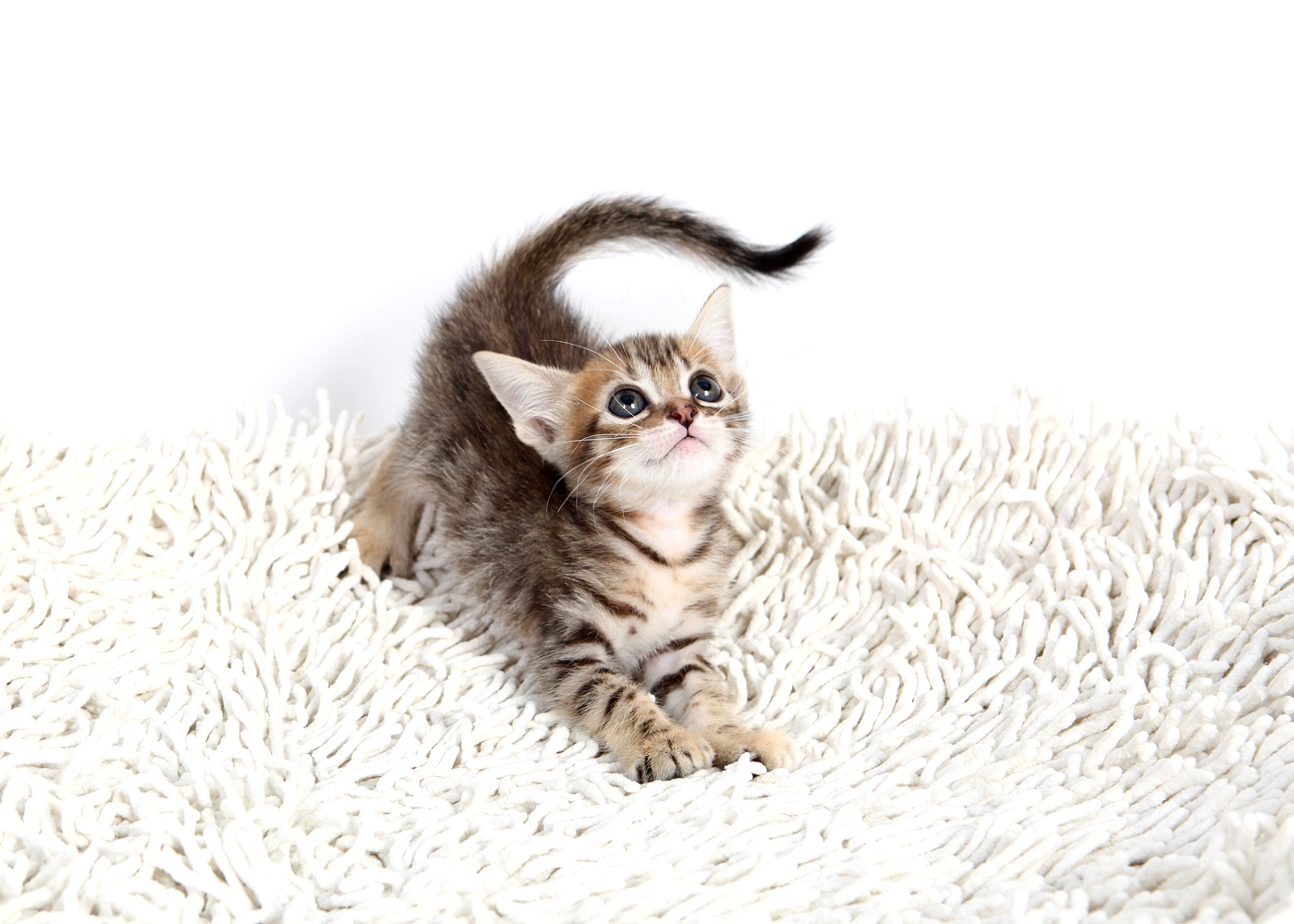 뱅갈 입양합니다