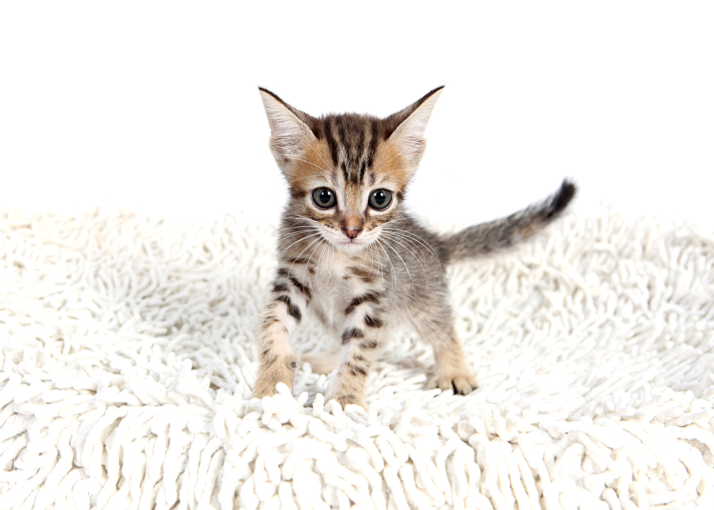 뱅갈 입양합니다