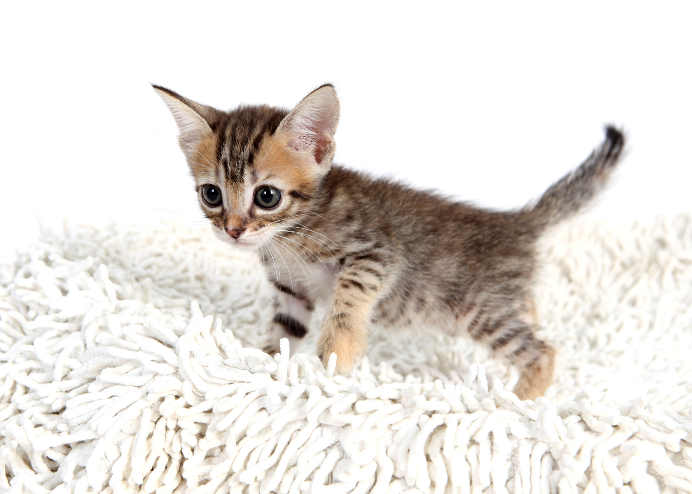 뱅갈 입양합니다