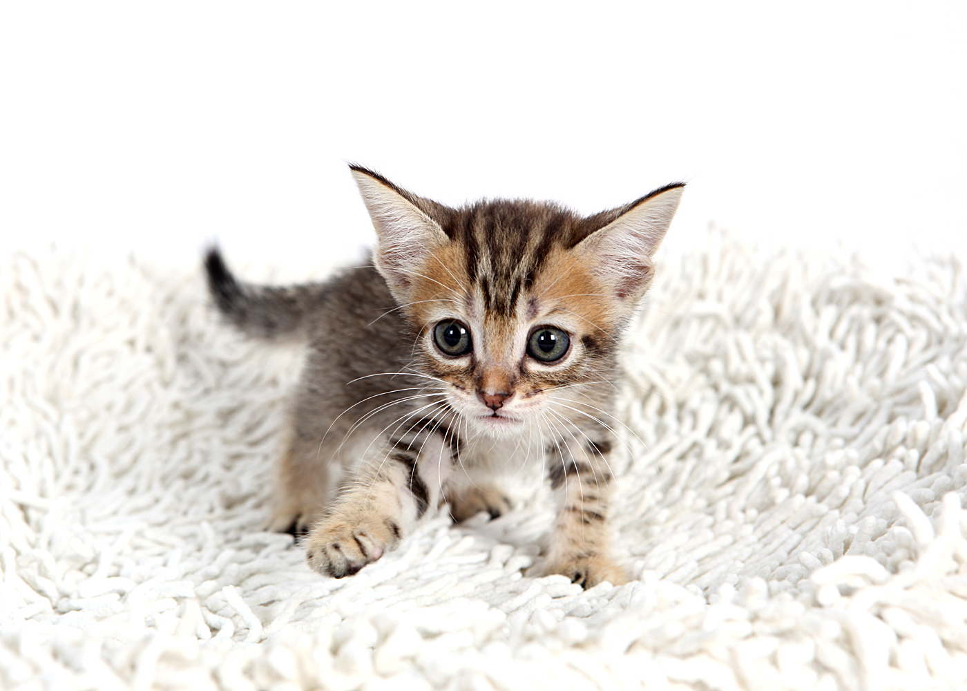 뱅갈 입양합니다