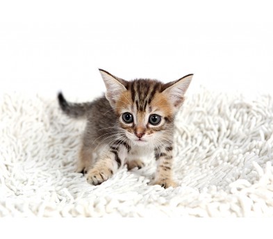 뱅갈 입양합니다