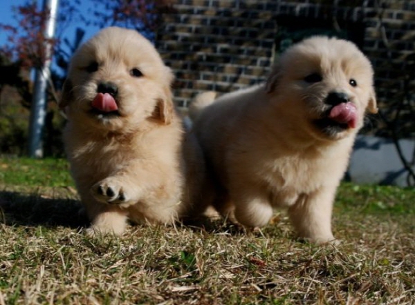 골든리트리버 입양합니다