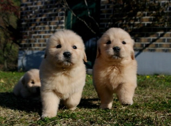 골든리트리버 입양합니다