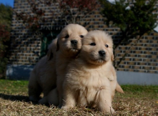 골든리트리버 입양합니다