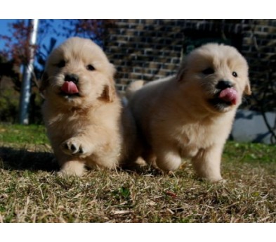 골든리트리버 입양합니다