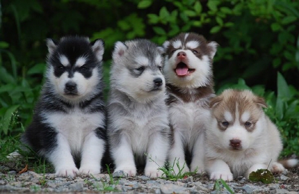 시베리안 허스키 입양합니다