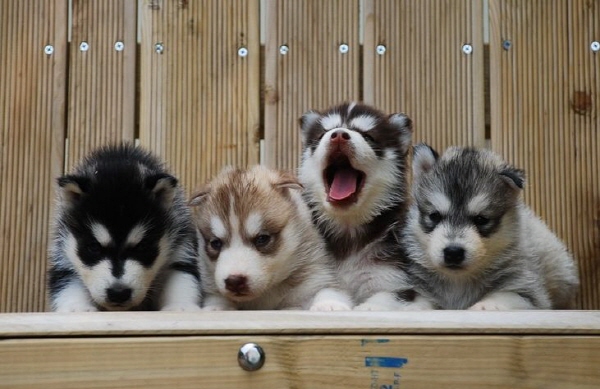 시베리안 허스키 입양합니다