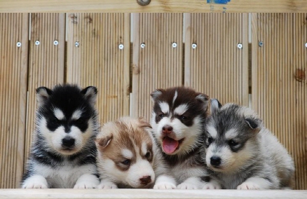 시베리안 허스키 입양합니다