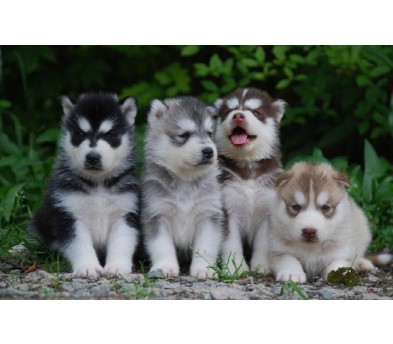 시베리안 허스키 입양합니다