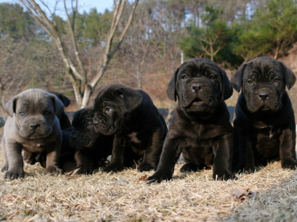 케인코르소 입양합니다