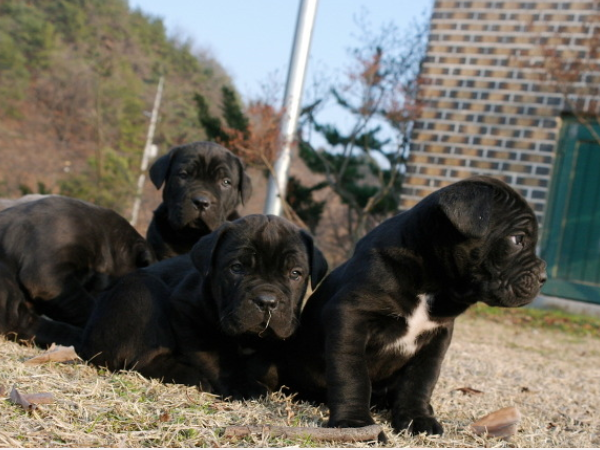 케인코르소 입양합니다