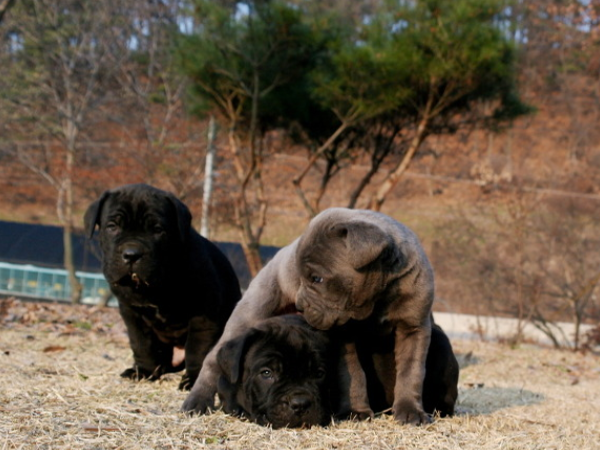 케인코르소 입양합니다