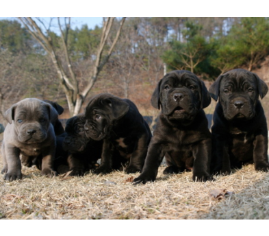 케인코르소 입양합니다