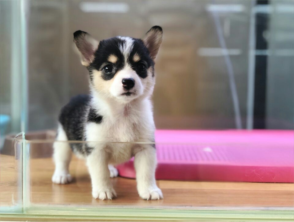 웰시코기 입양합니다