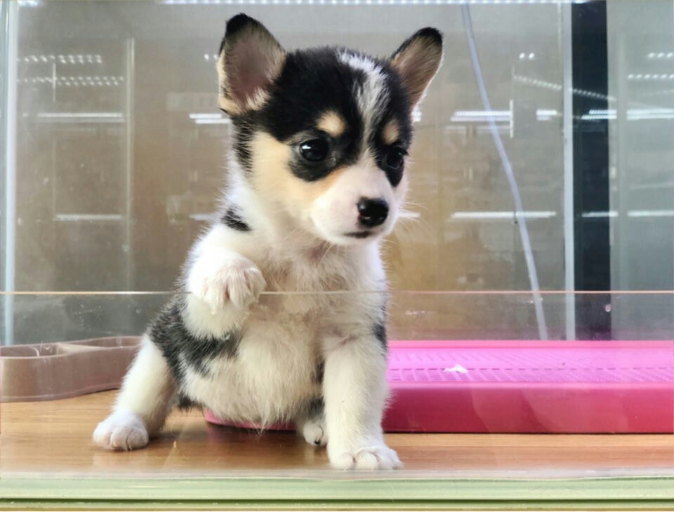 웰시코기 입양합니다