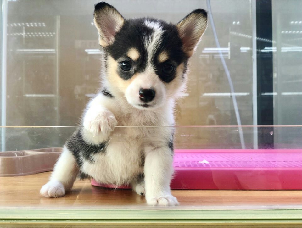 웰시코기 입양합니다