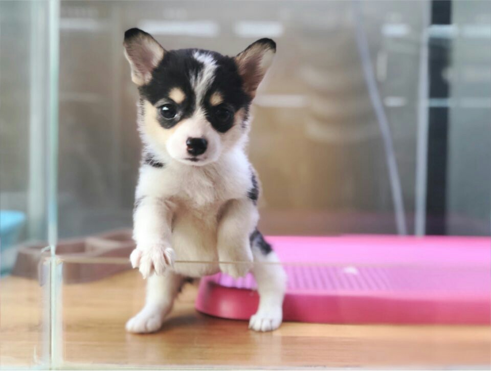 웰시코기 입양합니다