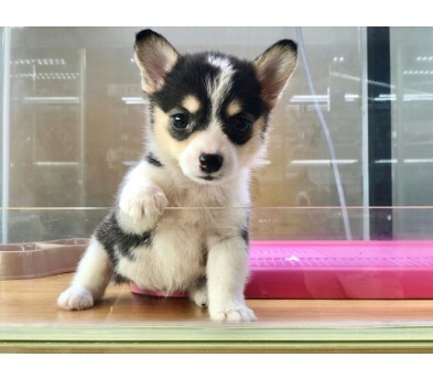 웰시코기 입양합니다