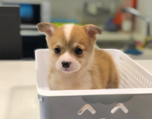 웰시코기 입양합니다