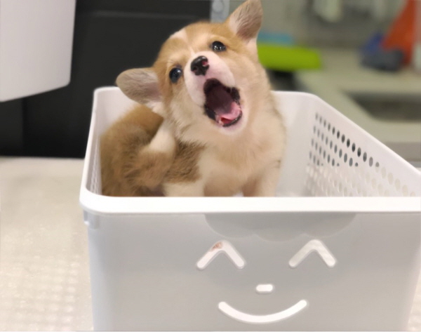 웰시코기 입양합니다