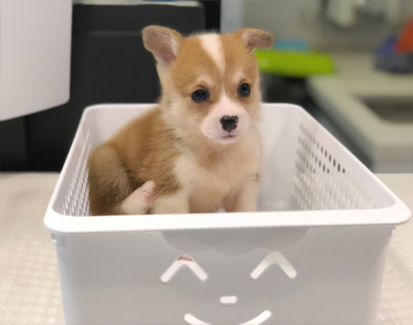 웰시코기 입양합니다