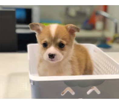 웰시코기 입양합니다