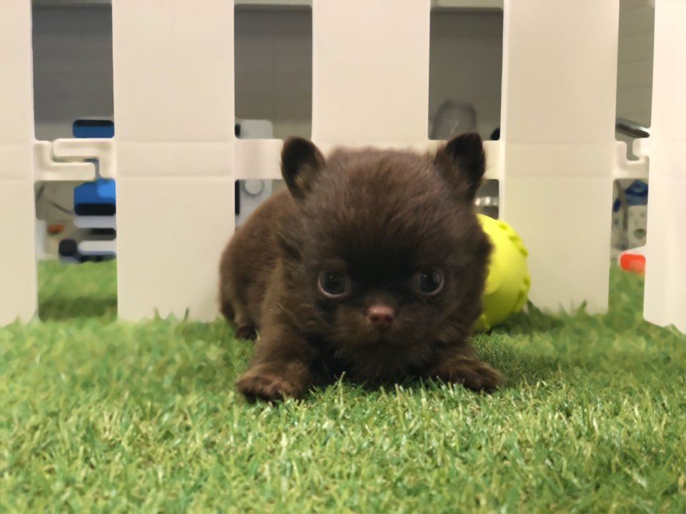 치와와 입양합니다