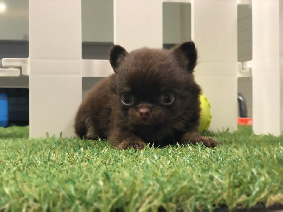 치와와 입양합니다