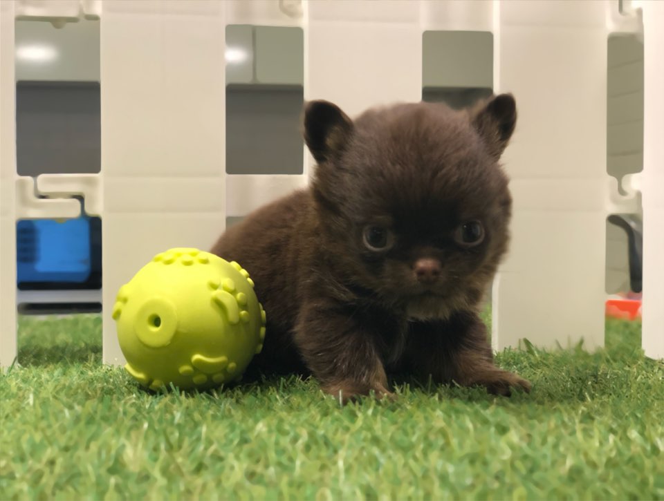 치와와 입양합니다