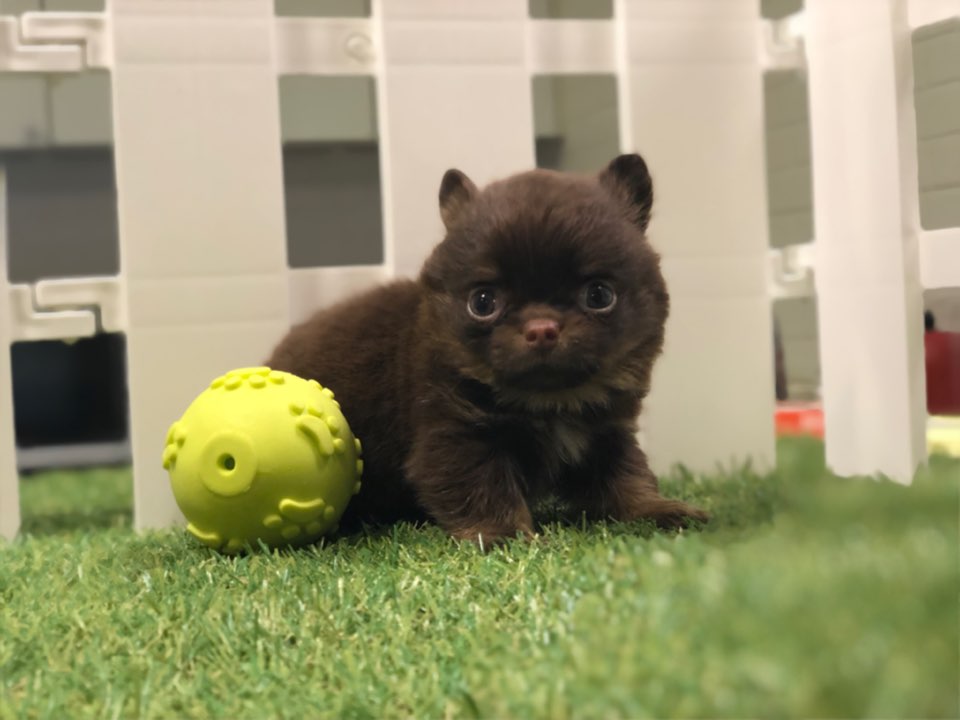 치와와 입양합니다