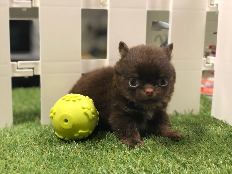 치와와 입양합니다