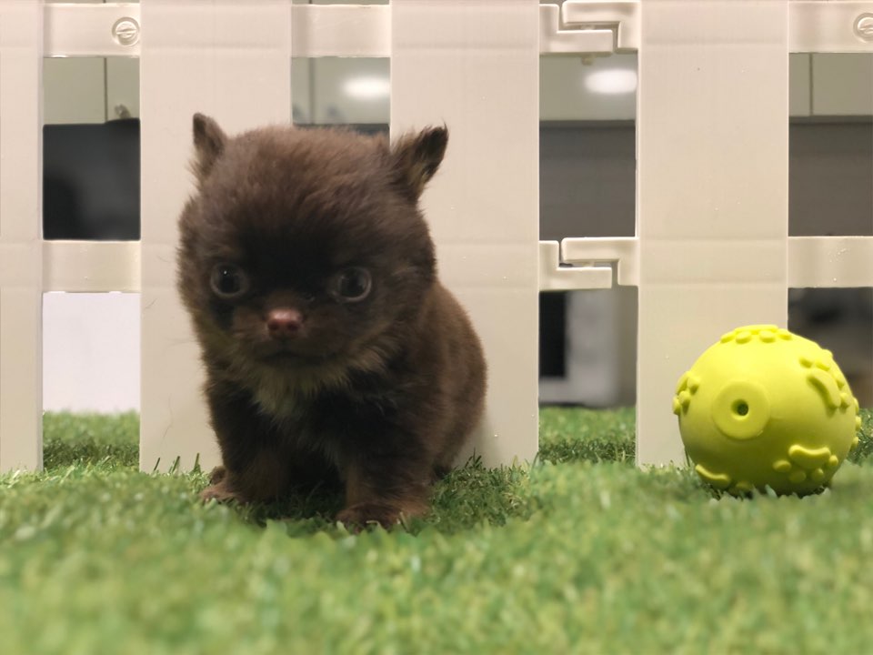 치와와 입양합니다