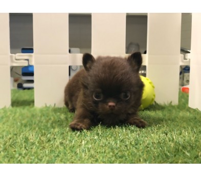 치와와 입양합니다