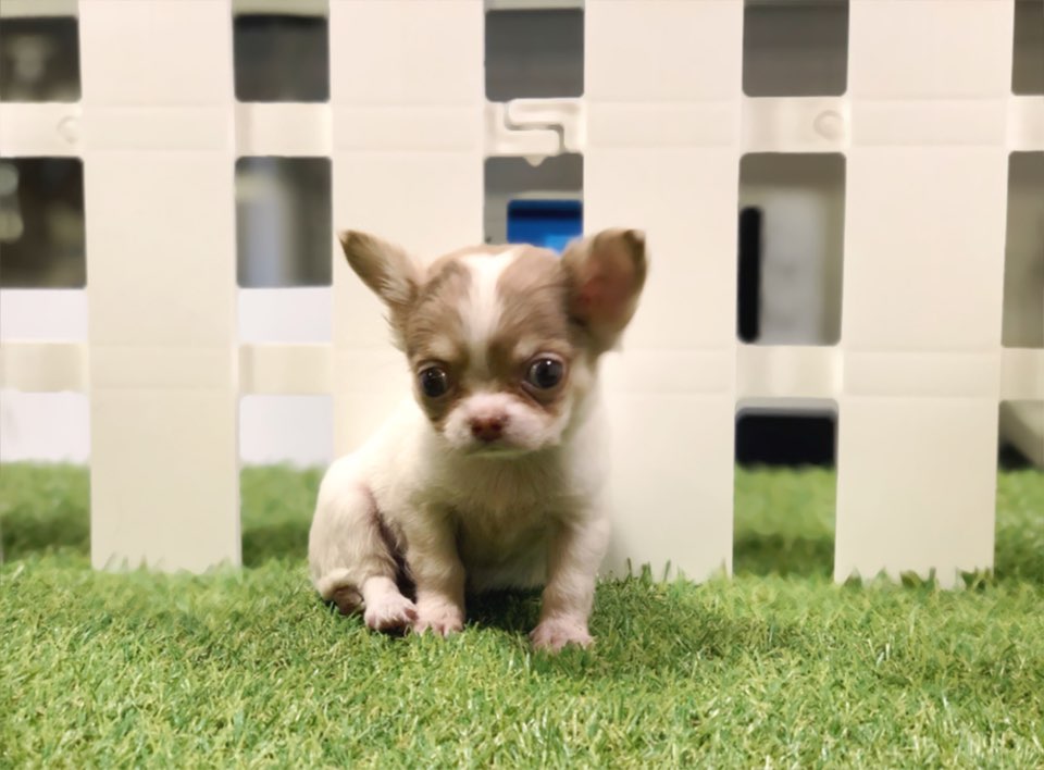 치와와 입양합니다