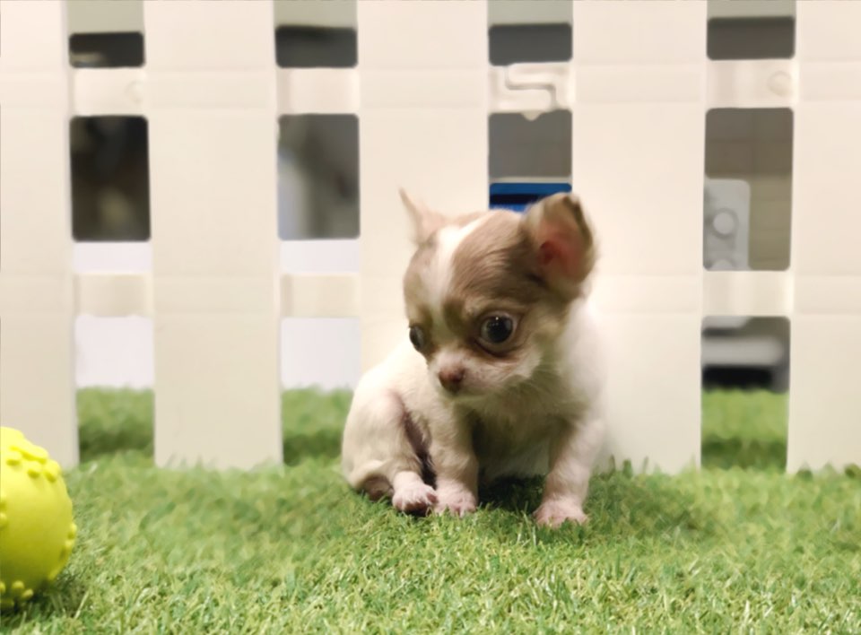 치와와 입양합니다